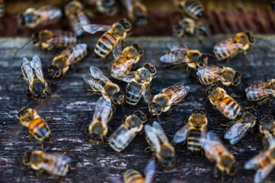 Why DIY Pest Control Methods Aren’t Always Effective?