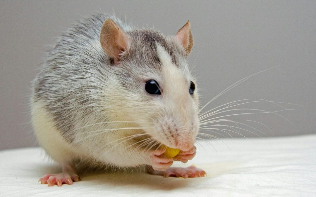 Preventive Pest Control Service: Why is It Better Than Pest Removal?